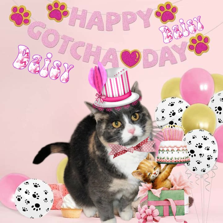 Daisy of the Blanche family