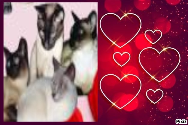 Blanche uploaded   85  day/s  ago