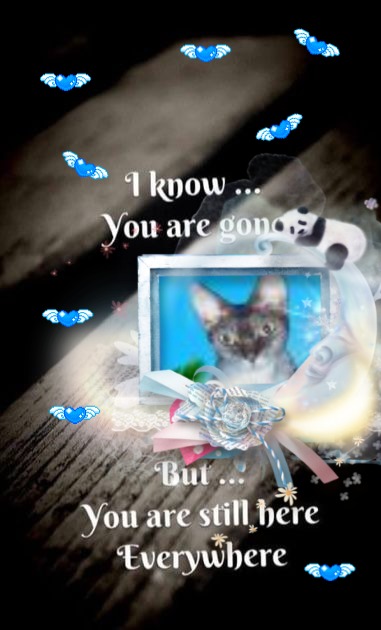 My Angels of the Blanche family