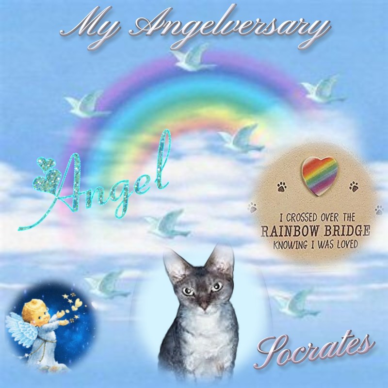 My Angels of the Blanche family