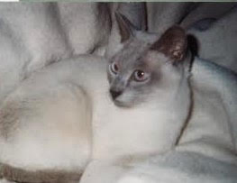 Blanche uploaded   151  day/s  ago