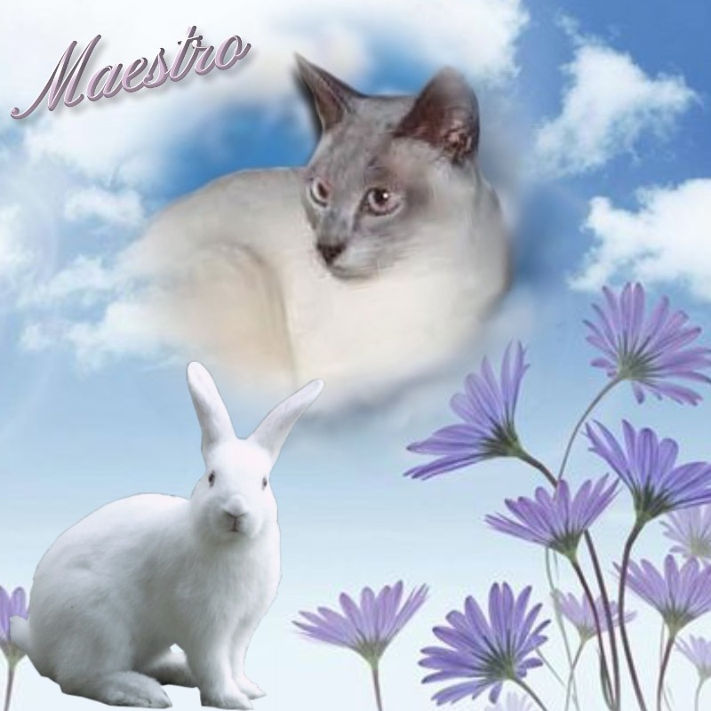 Blanche uploaded   20  day/s  ago