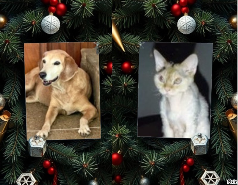 My Angels of the Blanche family