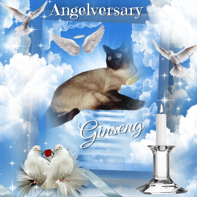 Blanche uploaded   64  day/s  ago