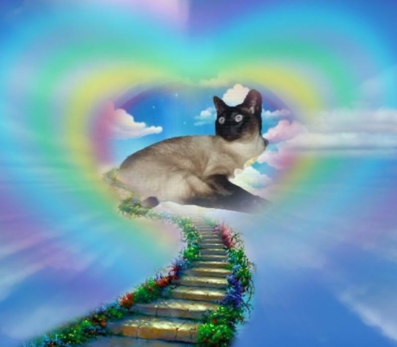 My Angels of the Blanche family