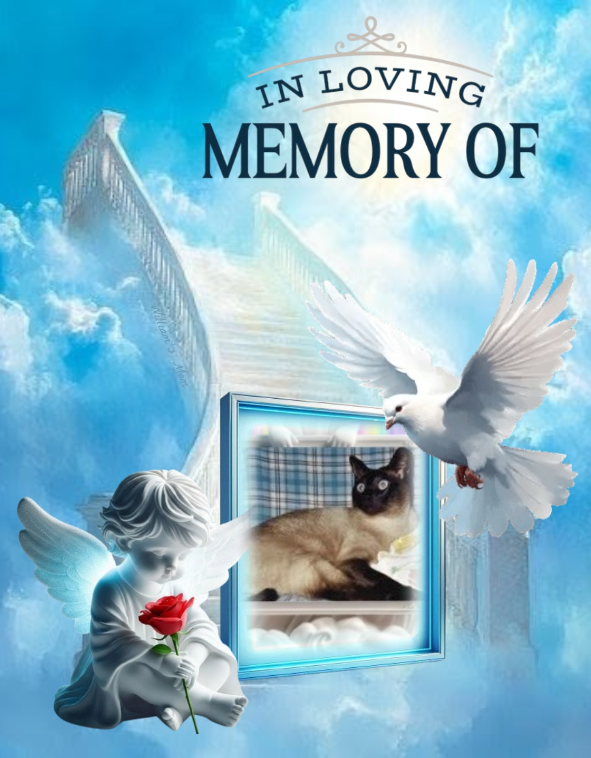 My Angels of the Blanche family