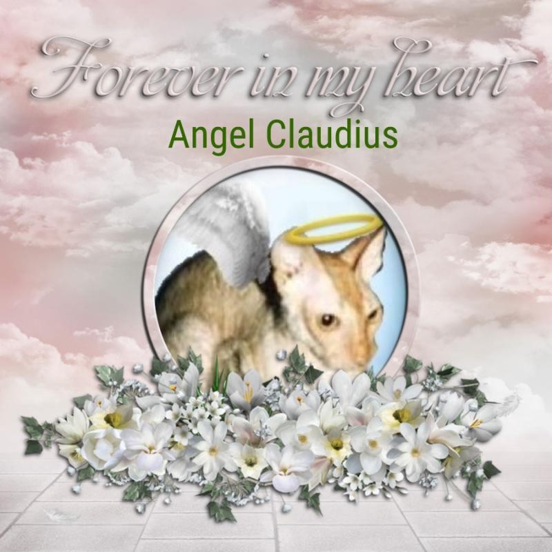 Blanche uploaded   75  day/s  ago