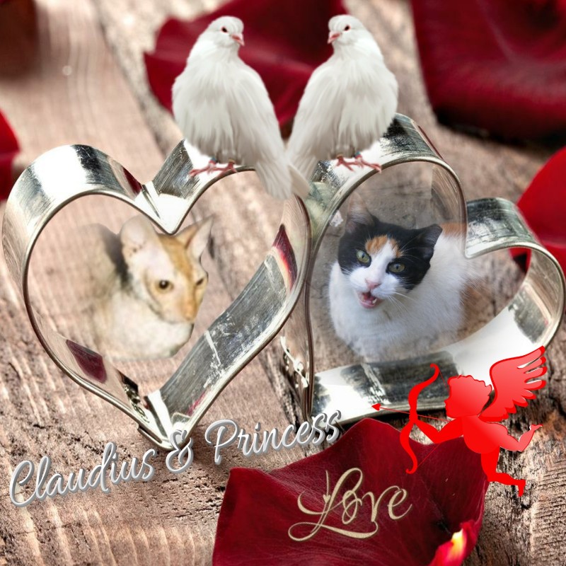 Blanche uploaded   87  day/s  ago