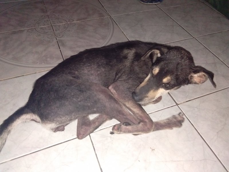 Pipay of the Budoy03 family