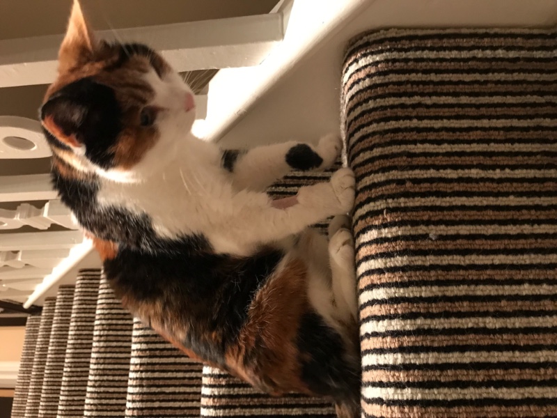 Marmite of the Caroline family