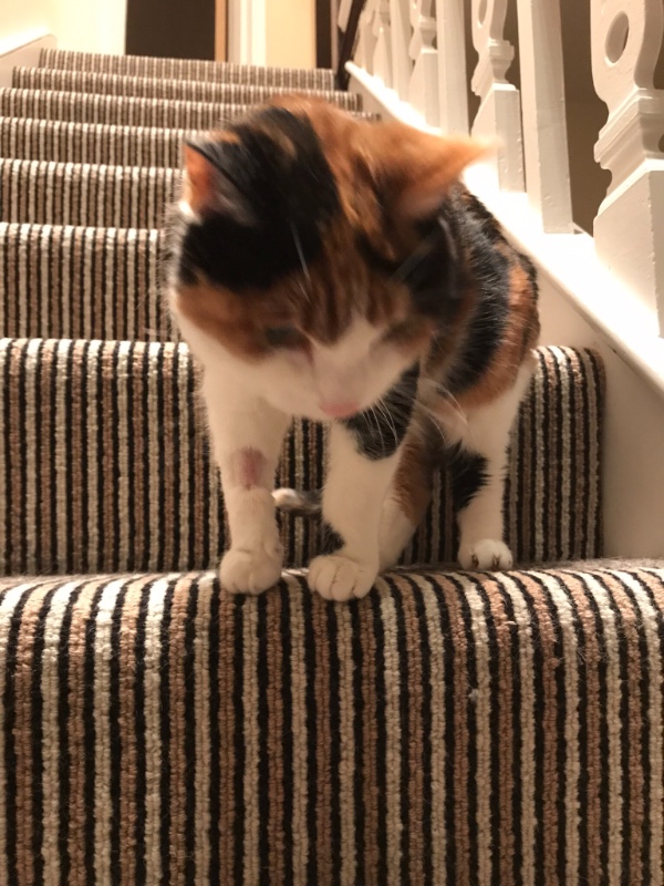 Marmite of the Caroline family