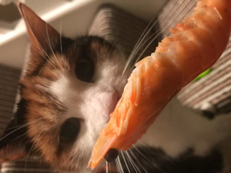 Marmite of the Caroline family