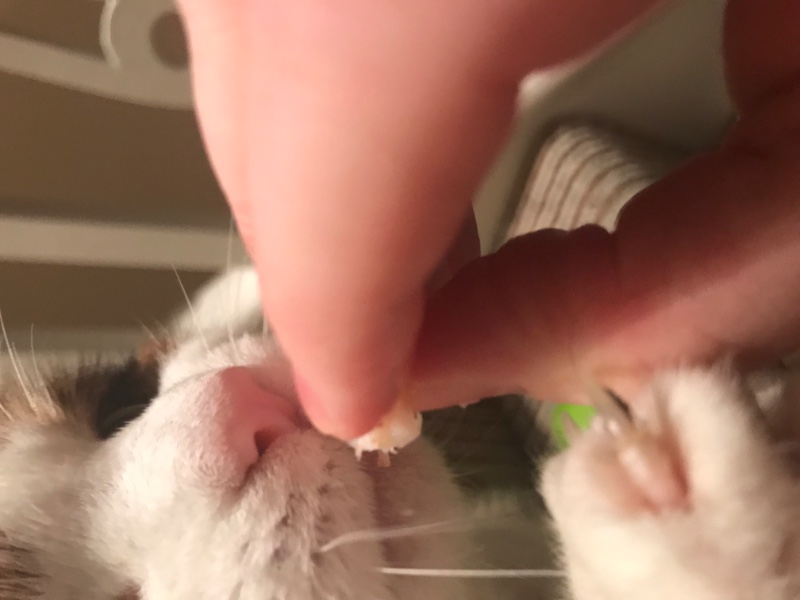 Marmite of the Caroline family