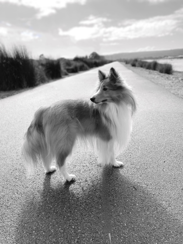 Carterwolfboy uploaded   270  day/s  ago