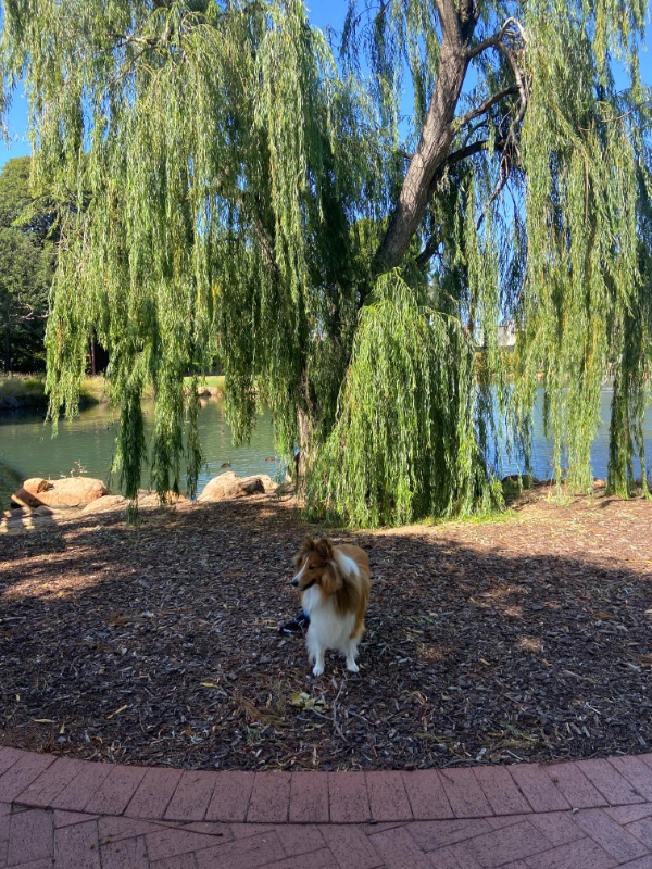 Carterwolfboy uploaded   270  day/s  ago