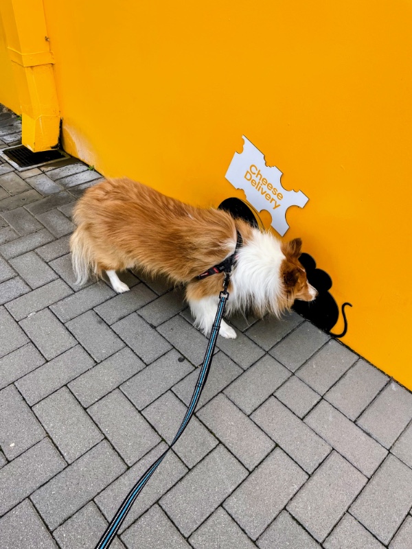 Carterwolfboy uploaded   270  day/s  ago