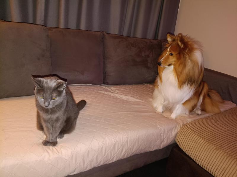 Deacon of the Carterwolfboy family