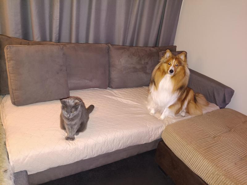 Deacon of the Carterwolfboy family