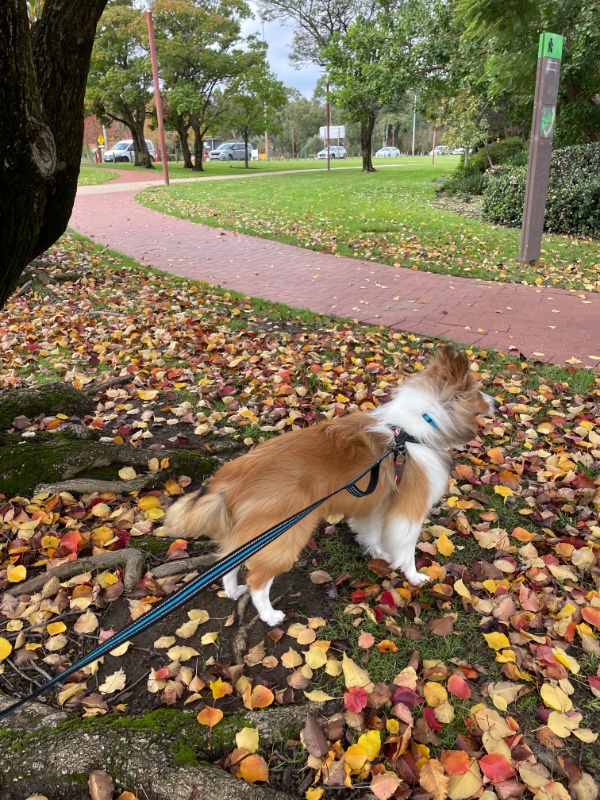 Carterwolfboy uploaded   268  day/s  ago