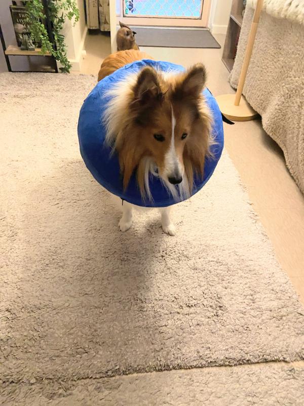 Carterwolfboy uploaded   1 year/s ago