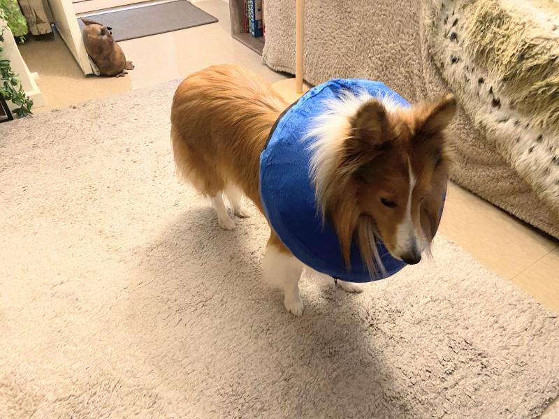 Carterwolfboy uploaded   1 year/s ago