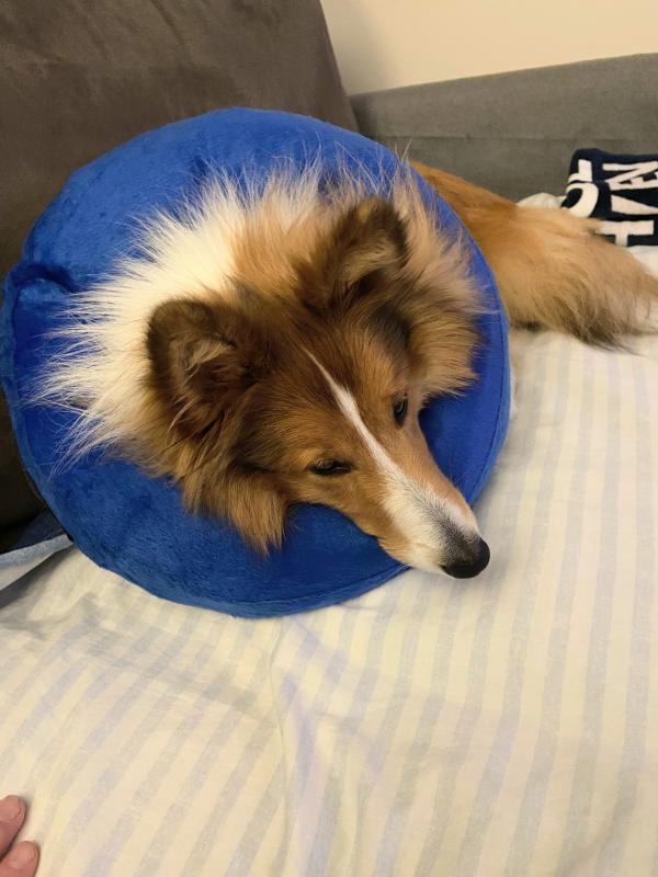 Carterwolfboy uploaded   1 year/s ago