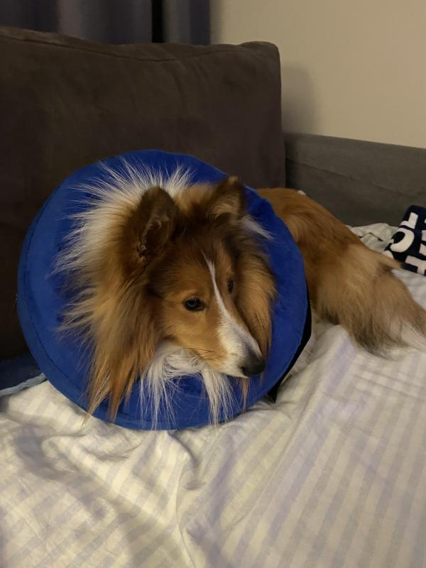 Carterwolfboy uploaded   1 year/s ago