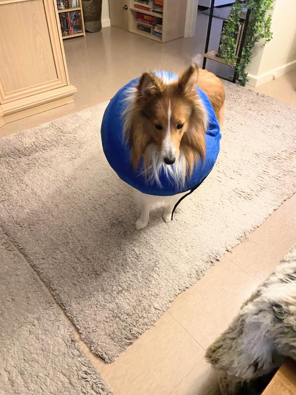 Carterwolfboy uploaded   1 year/s ago