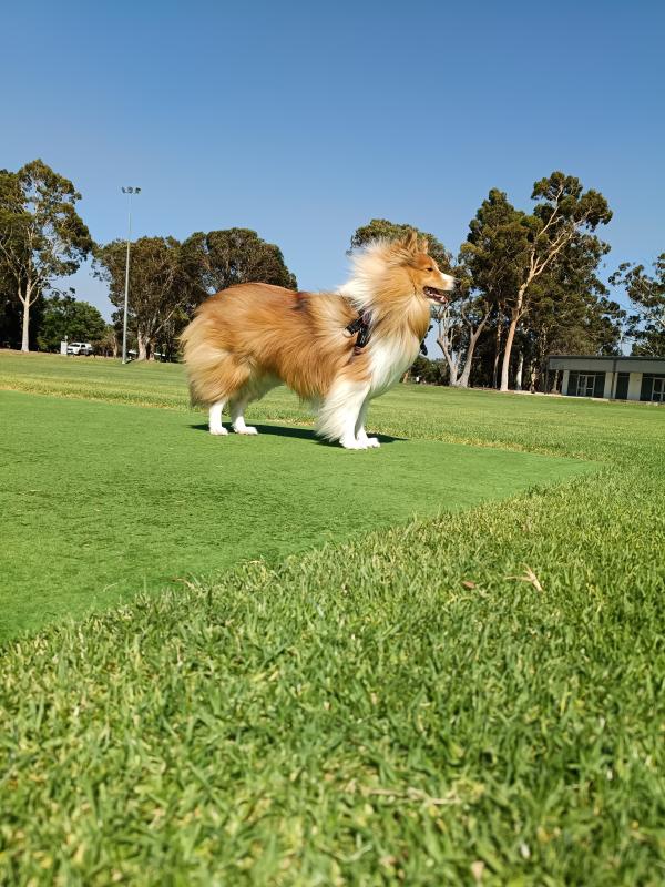 Deacon of the Carterwolfboy family