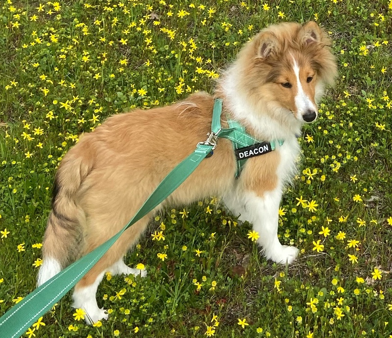 Carterwolfboy uploaded   194  day/s  ago