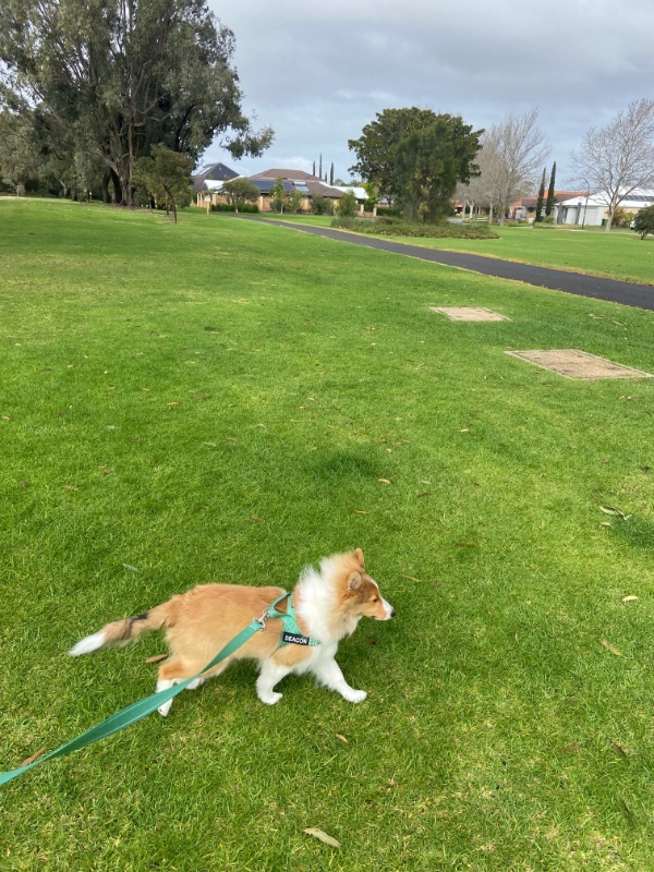 Carterwolfboy uploaded   270  day/s  ago