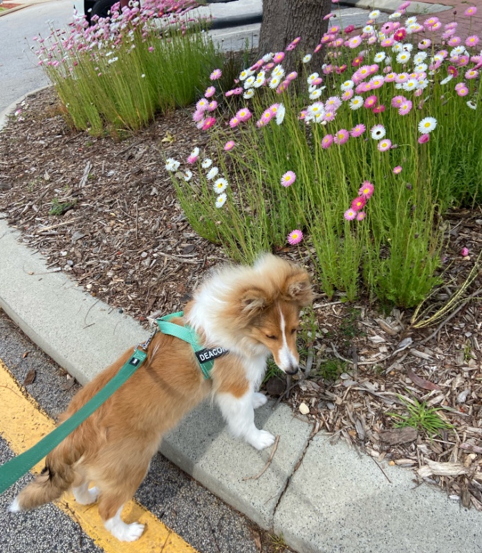 Carterwolfboy uploaded   270  day/s  ago