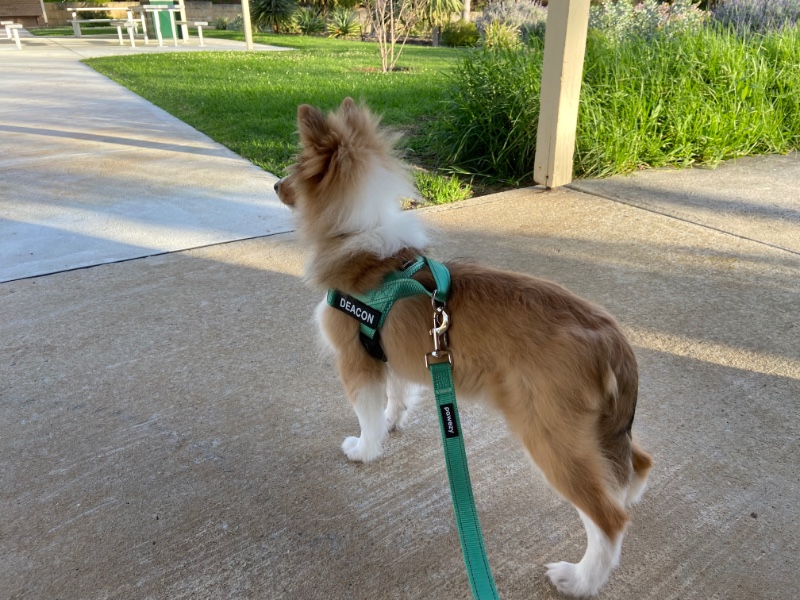 Carterwolfboy uploaded   270  day/s  ago