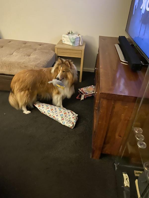 Carterwolfboy uploaded   1 year/s ago