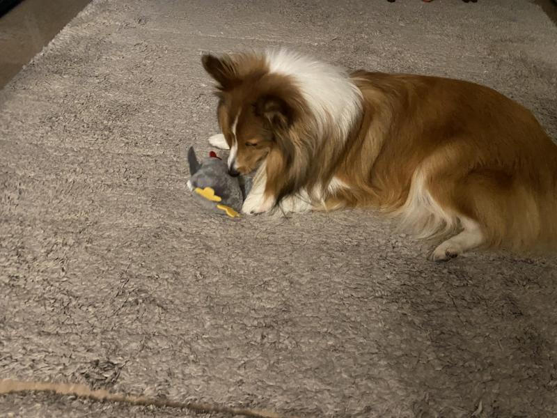 Carterwolfboy uploaded   1 year/s ago