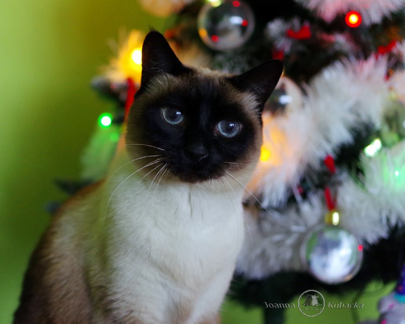 Cineczka21 uploaded   6 year/s ago