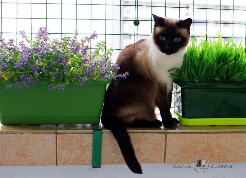 Cineczka21 uploaded   5 year/s ago