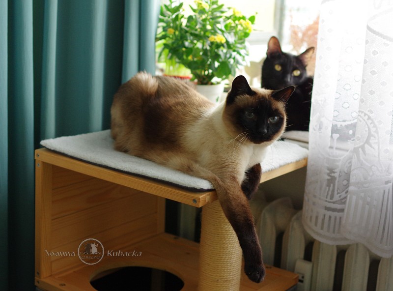 Cineczka21 uploaded   5 year/s ago