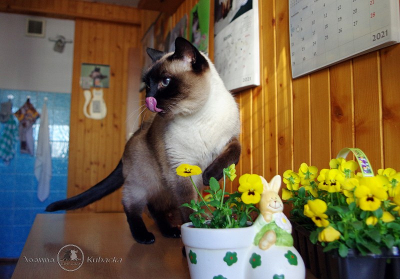 Cineczka21 uploaded   4 year/s ago