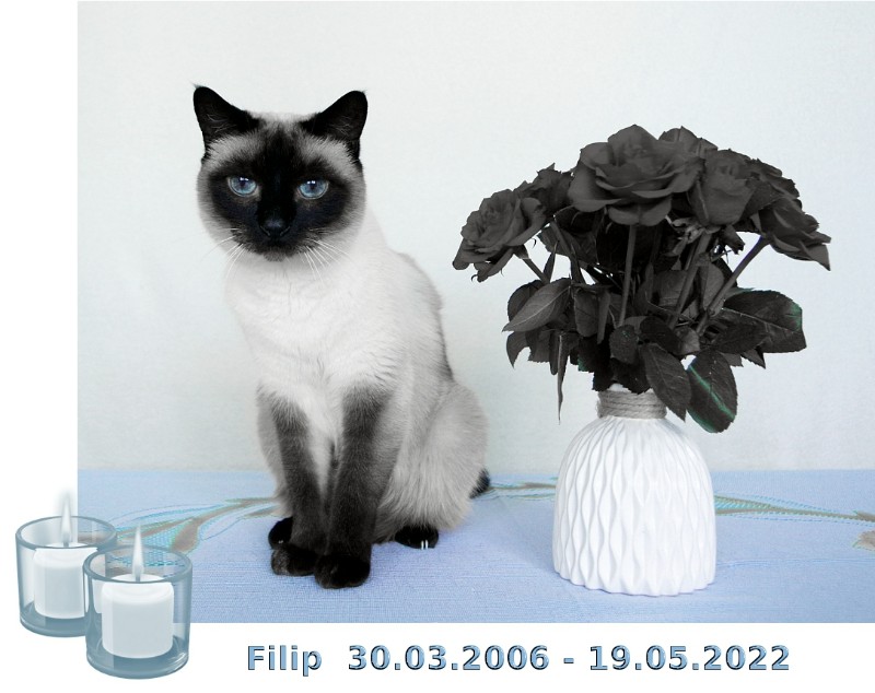 Filip of the Cineczka21 family