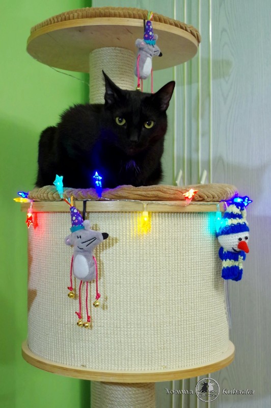 Cineczka21 uploaded   6 year/s ago