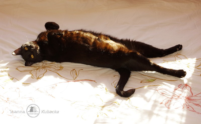 Cineczka21 uploaded   5 year/s ago