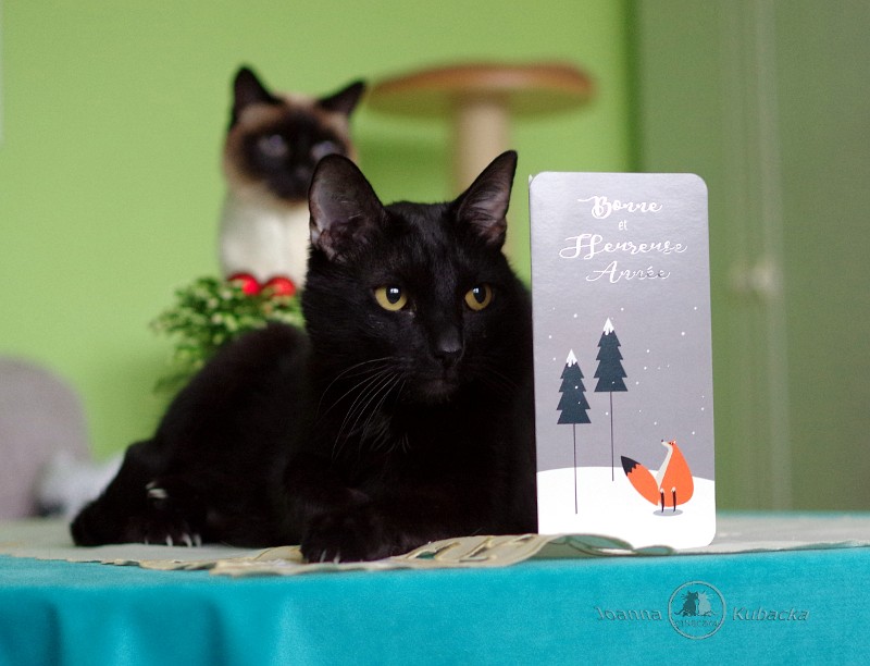 Cineczka21 uploaded   5 year/s ago