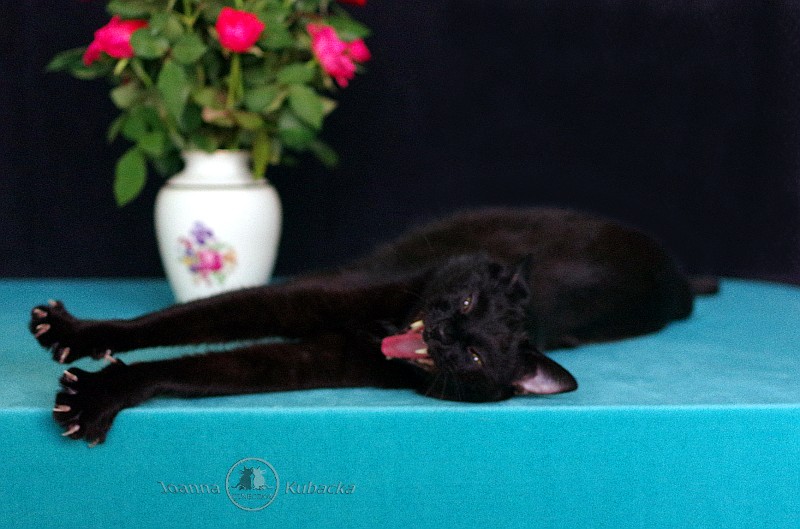 Cineczka21 uploaded   5 year/s ago