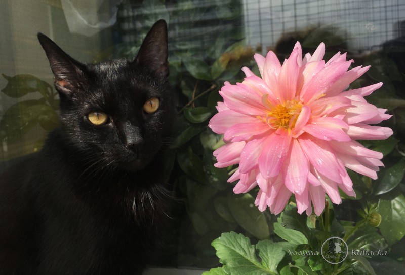 Cineczka21 uploaded   4 year/s ago