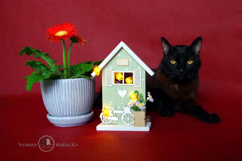 Cineczka21 uploaded   188  day/s  ago