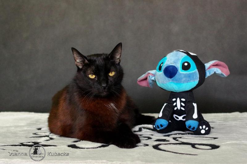 Franek of the Cineczka21 family