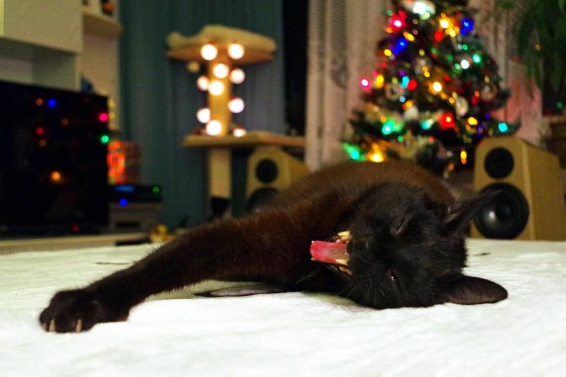 Franek of the Cineczka21 family