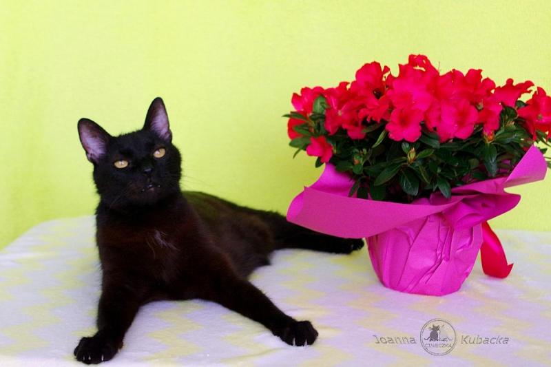 Cineczka21 uploaded   1 year/s ago