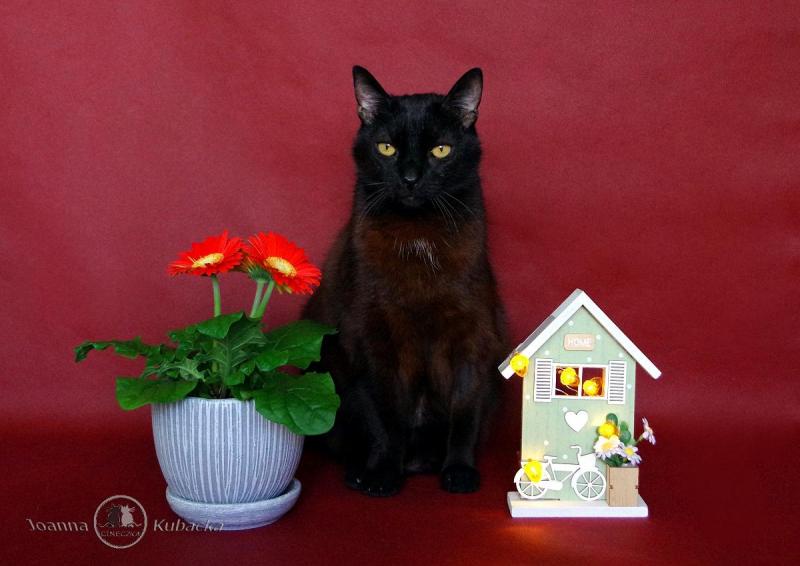 Cineczka21 uploaded   188  day/s  ago